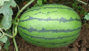 人们都喜欢吃瓜,揭秘全民瓜食文化现象