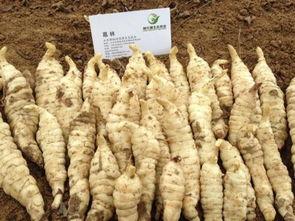 郓城玉皇庙吃瓜,瓜香四溢的夏日盛宴