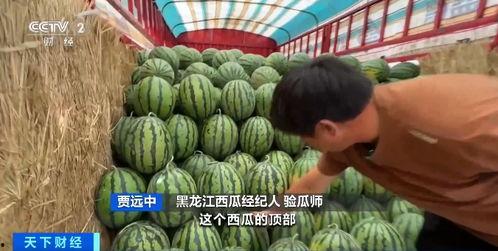 陶陶 自由吃瓜基地,揭秘网络红人的瓜田乐园