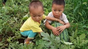 吃瓜打包带走,打包带走，尽享夏日清凉