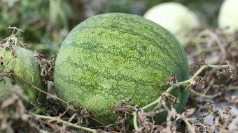 ark冷吃瓜,网络热传背后的真相与趣味