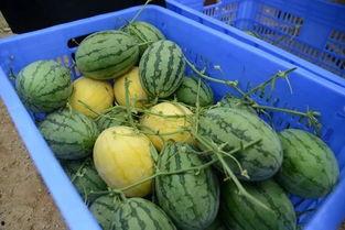 庆熙吃瓜群,揭秘校园热点背后的故事